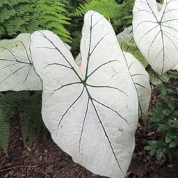 Candidum Caladium, white large foliage