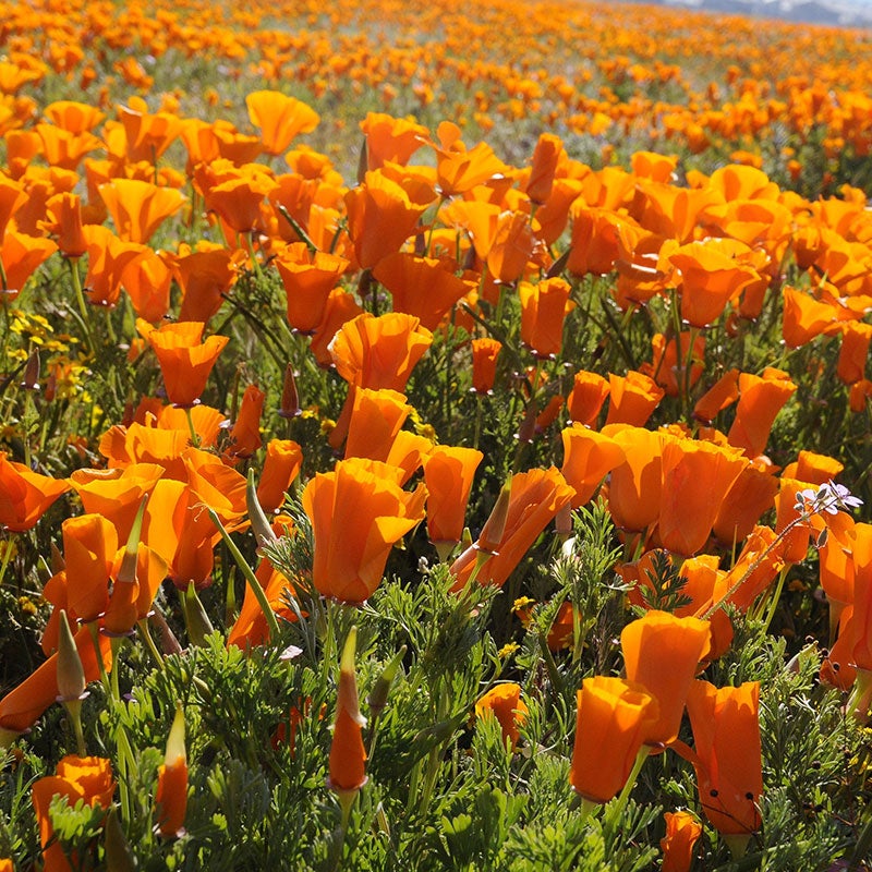 Orange California Poppy Seeds, Eschscholzia californica