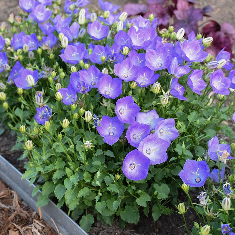 Campanula Rapido Blue, Rapido Blue Bellflower, photo courtesy of Walter's Garden
