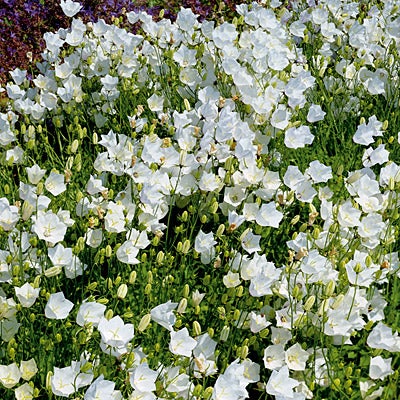 Bellflower White Clips