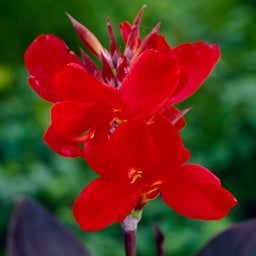Canna Lily Australia, Canna indica red close up flowers
