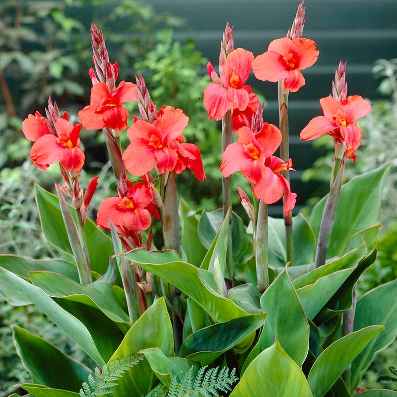 Miss Oklahoma Canna Lily, Canna x generalis Miss Oklahoma growing in the garden in full bloom