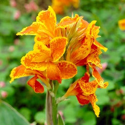 Taroudant Canna Lily, Canna Taroudant, close up of bright flowers