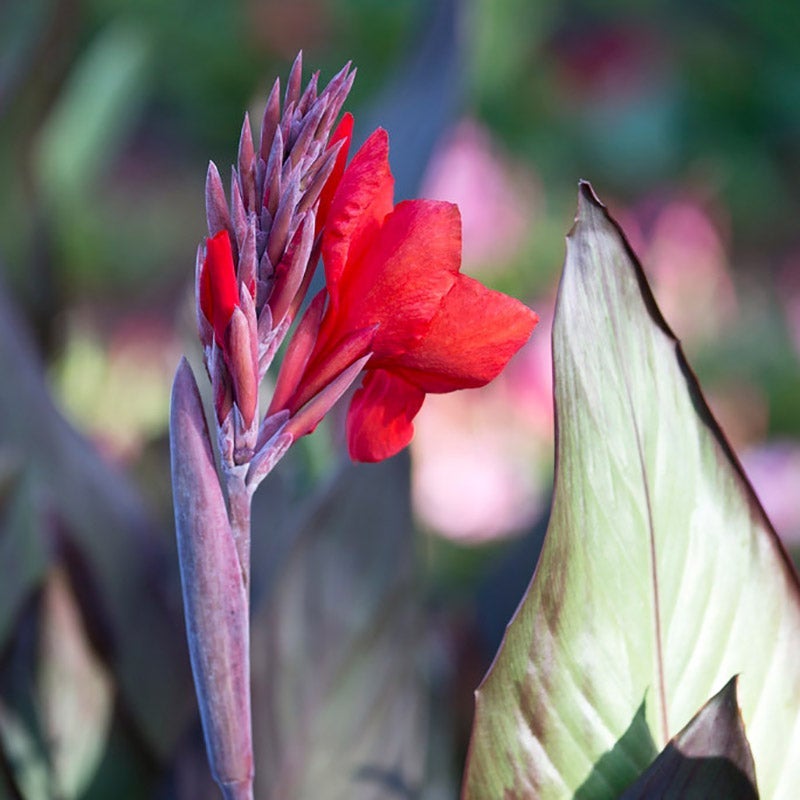 Cannova® Bronze Scarlet Canna Lily
