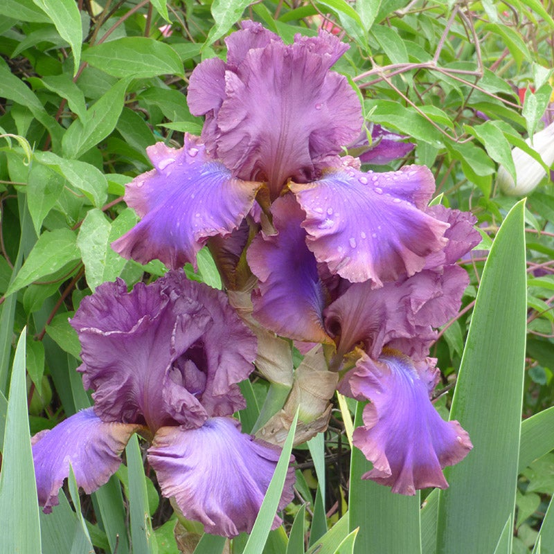 Cantina Reblooming Bearded Iris
