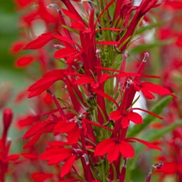 Cardinal Flower, Lobelia cardinalis, close up of flowers
