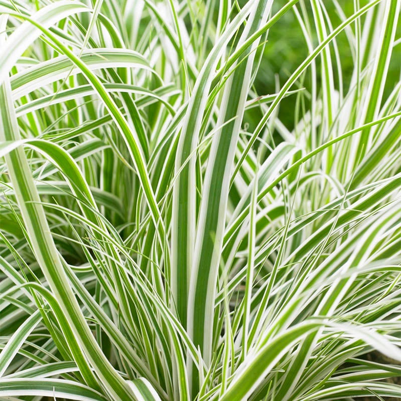 EverColor Everest Sedge Grass Foliage Variegated with Green and White 