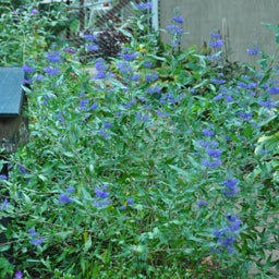 Bluebeard Longwood Blue, Caryopteris, Photo Credit - MGarr
