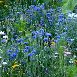 Blue Cornflower, Bachelor Button Seeds, Centaurea cyanus