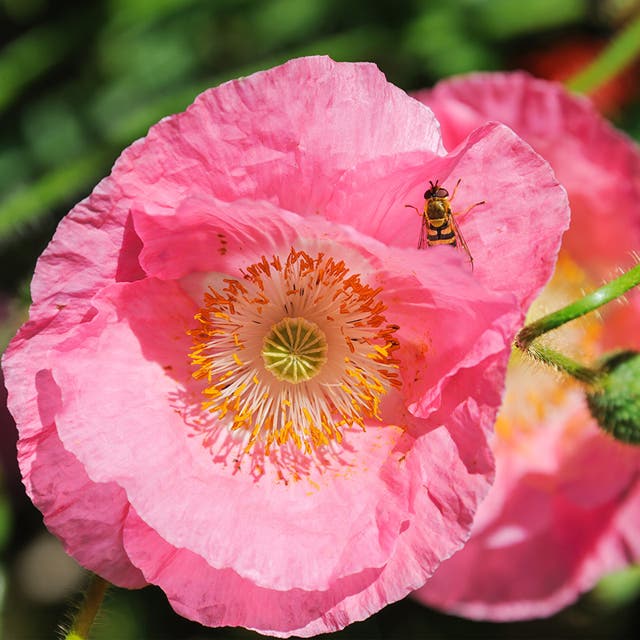 Champagne Bubbles Pink Iceland Poppy