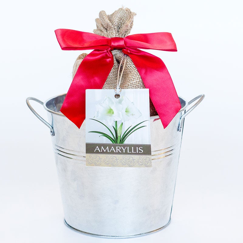 Christmas Gift Amaryllis Kit - Galvanized Pot