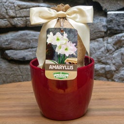 White, Christmas Gift Amaryllis Kit - Red Glossy Pot, Hippeastrum