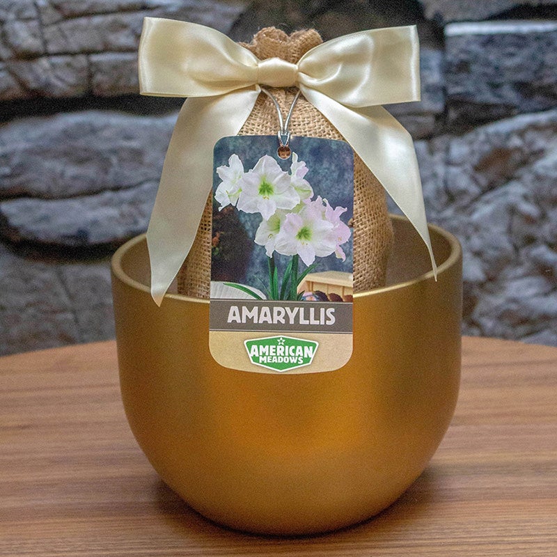 White, Christmas Gift Amaryllis Kit - Gold Bowl, Hippeastrum