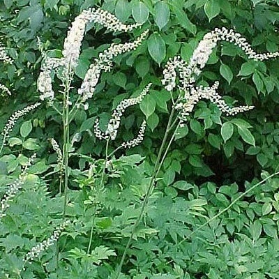 White Black Cohosh, Actaea racemosa or Cimicifuga racemosa, Black Cohosh or American Bugbane