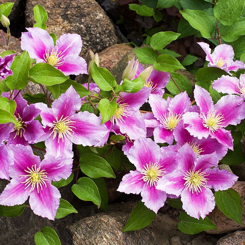 Clematis Vine Piilu growing on the rocks as a groundcover