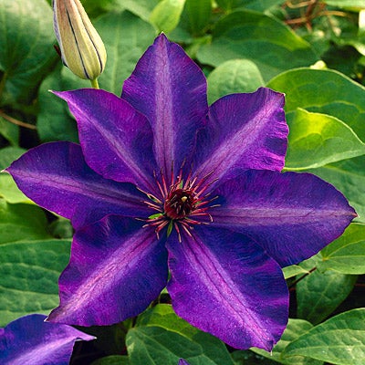 The President Clematis Vine