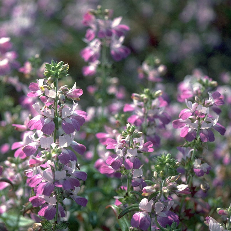Purple and White Chinese Houses Seeds, Collinsia heterophylla, Chinese Houses