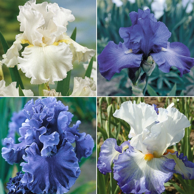 Cool and Calm Bearded Iris Collection