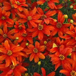 Sizzle & Spice™Crazy Cayenne Coreopsis, Coreopsis verticillata close up, Photo Courtesy of Walters Garden Inc.

