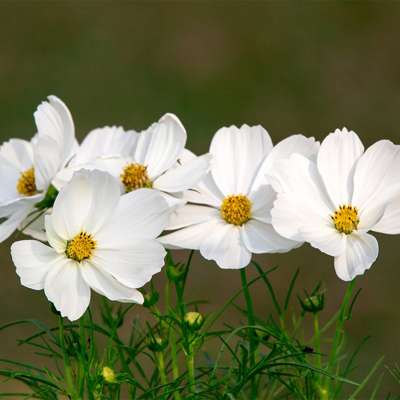 Cosmos Seeds Purity