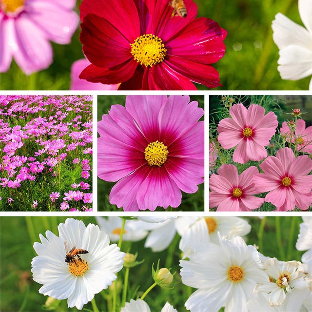 Cosmos Seed Mix