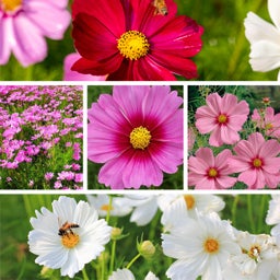 Cosmos Wildflower Seed Mix