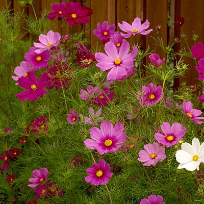 Cosmos Seeds Dwarf Mix - Late Blooming