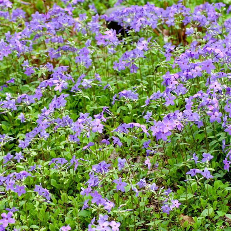 Creeping Phlox Sherwood Purple, Phlox stolonifera
