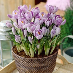 Purple and White Dutch Crocus Bulbs Pickwick, Crocus vernus, Dutch Crocus In Pot