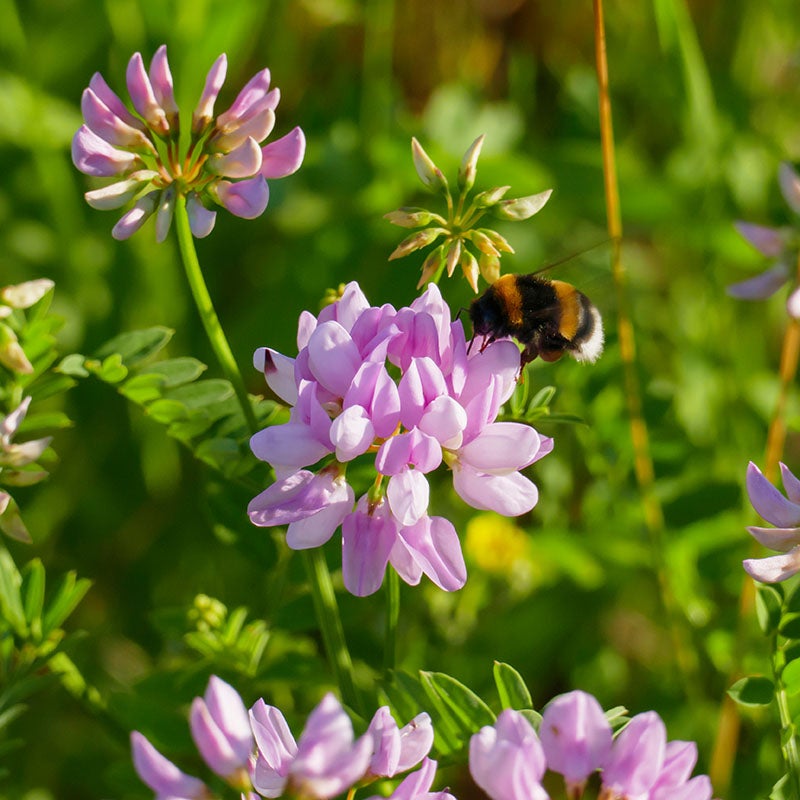 Coronilla varia, Crown Vetch with bee