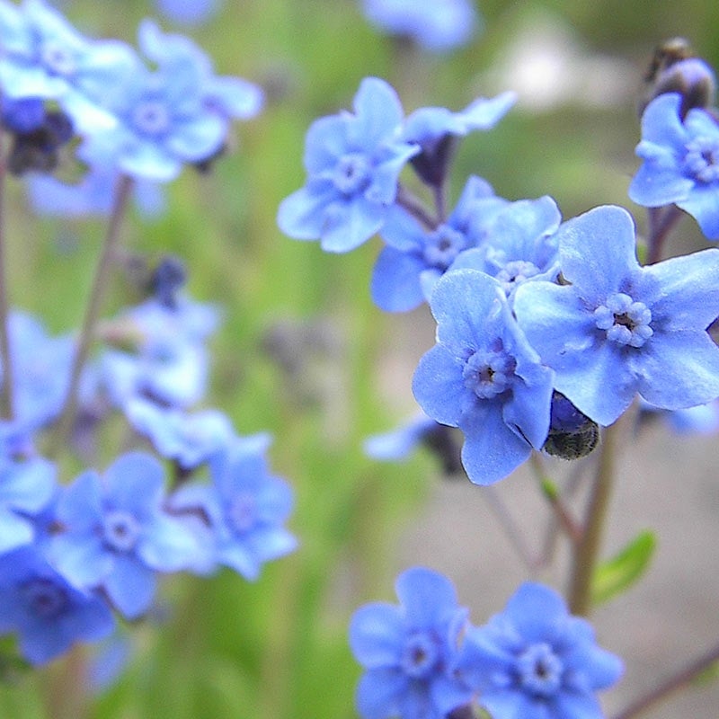 Blue Chinese Forget Me Not Seeds, Cynoglossum amabile with bee
