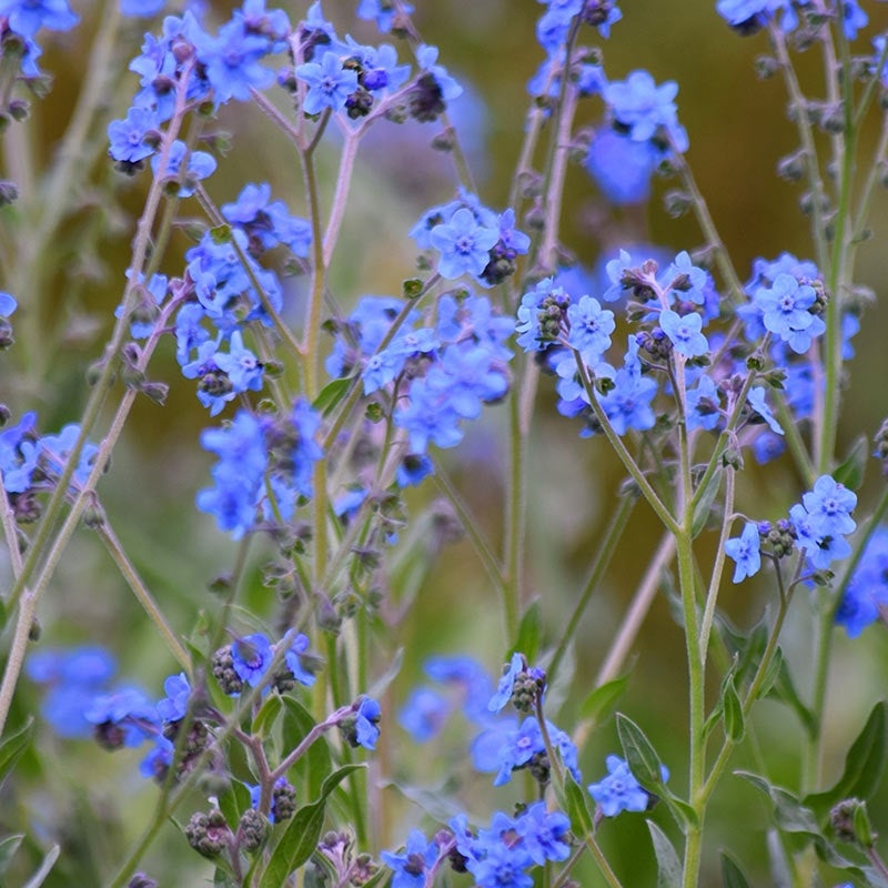 Blue Chinese Forget Me Not Seeds, Cynoglossum amabile flowers