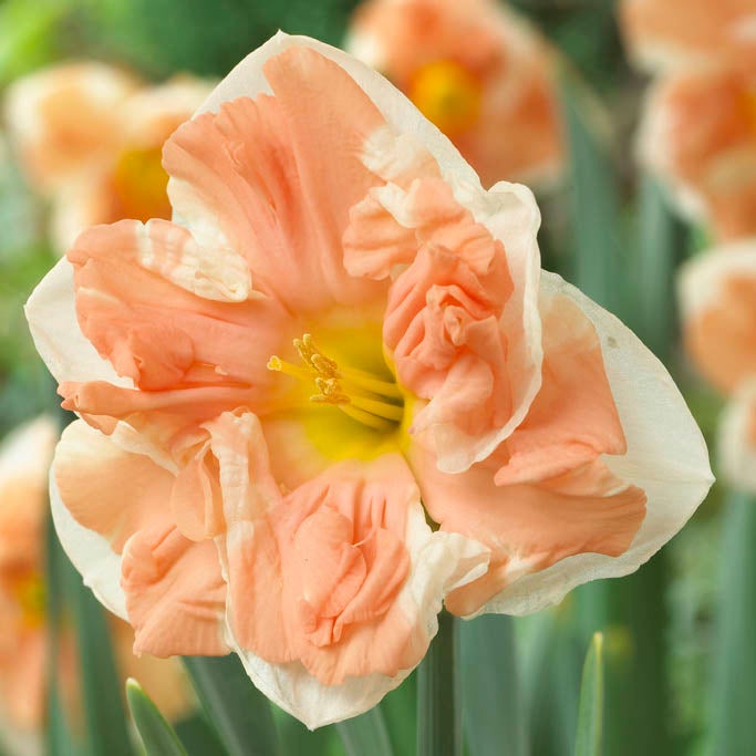 Apricot Whirl Butterfly Daffodil 