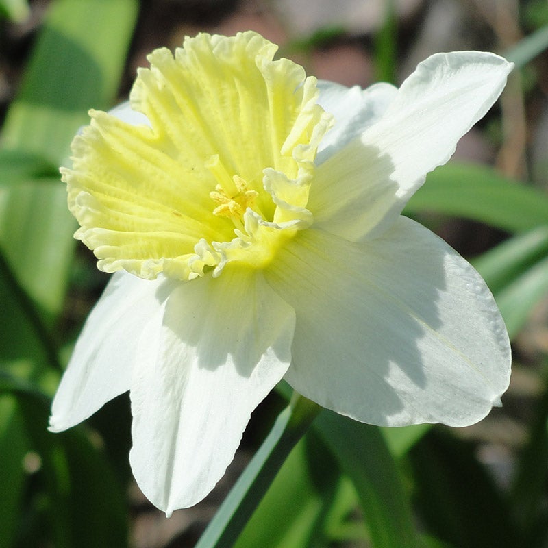Ice Follies Large Cupped Daffodil