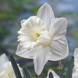 White Trumpet Daffodil Bulbs Mount Hood, Narcissus, Trumpet Daffodil