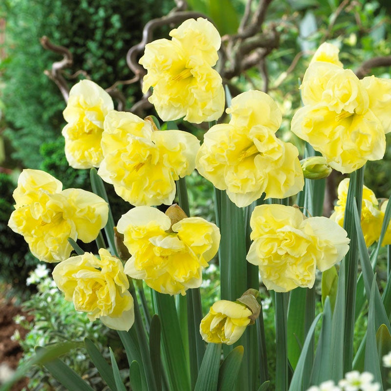 Yellow Daffodil Bulb Sunny Side Up, Narcissus