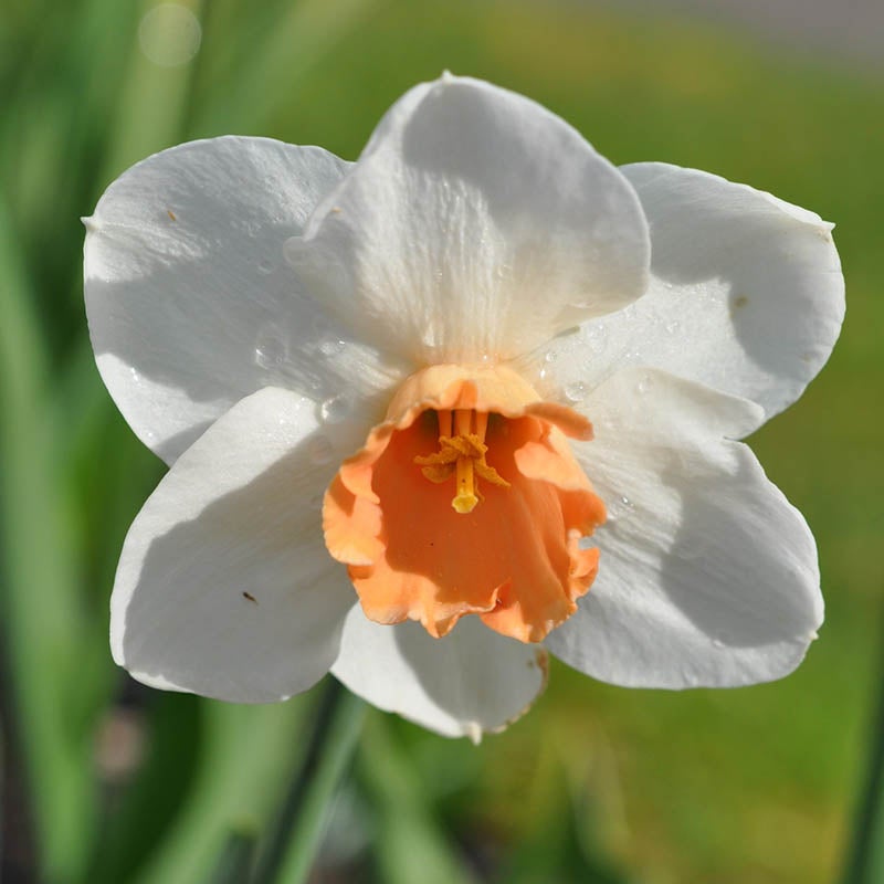 Pink and White Large Cupped Daffodil Bulbs Cool Flame, Narcissus, Large Cupped Daffodils