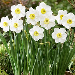 Small Cupped Daffodil Bulbs Jamestown