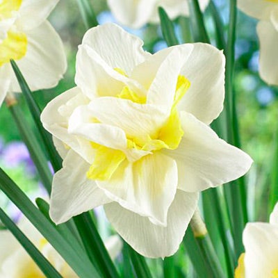 Double Daffodil Bulbs White Lion