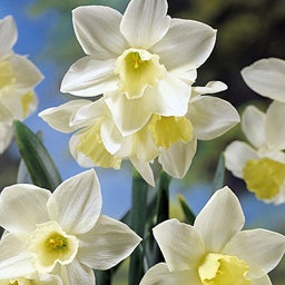 Miniature Daffodil Bulbs White Tete-a-Tete
