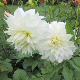 Dinner Plate Dahlia Snow Country with two close up white flowers