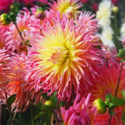 Star Elite Cactus Dahlia, Cactus Dahlia Star Elite, Pink and Yellow Blooms