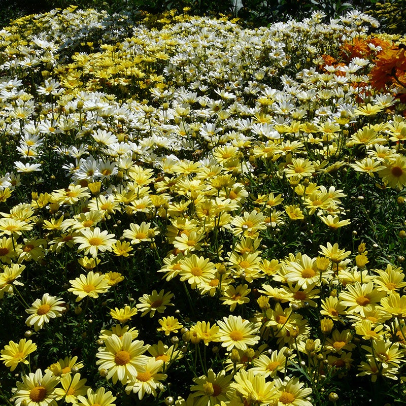 Shasta Daisy, Leucanthemum superbum