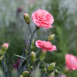 Scent First® Romance Garden Pinks, Dianthus