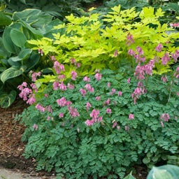 Pink King of Hearts Bleeding Heart, Dicentra, Photo Credit Walters Gardens Inc