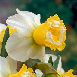 Wave Double Daffodil