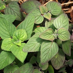 Downy Wood Mint Seed Packet