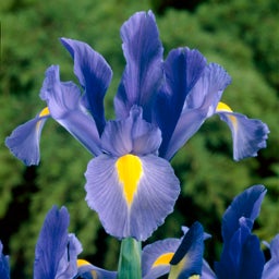 Sapphire Beauty Dutch Iris
