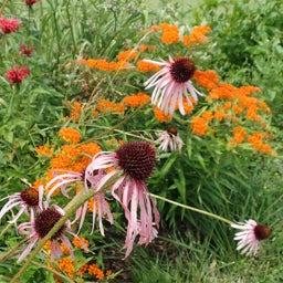 Pale Purple Coneflower, Echinacea pallida with Butterfly Weed