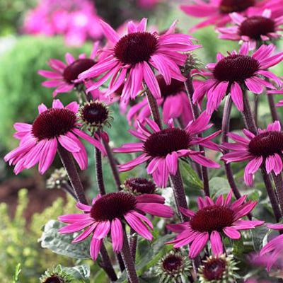 Echinacea After Midnight